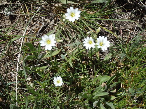 GDMBR: White Flower.
